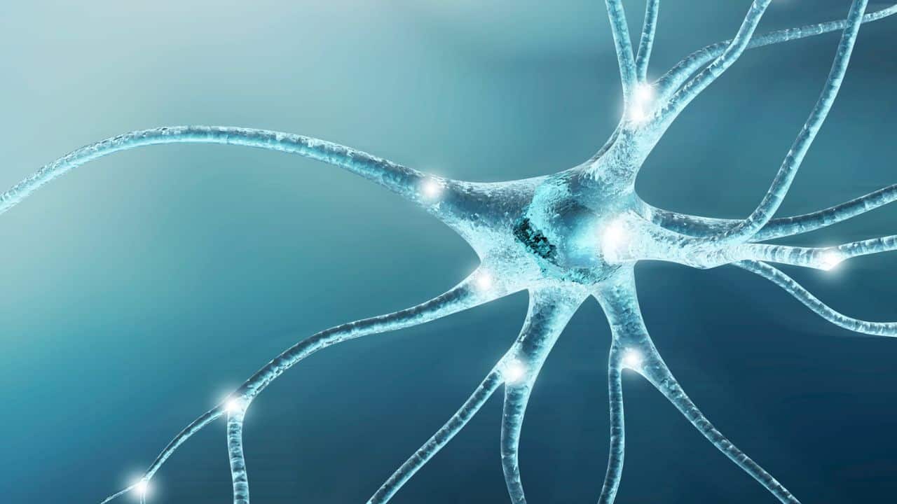 EL CIRCUITO DE LA RECOMPENSA DEL CEREBRO