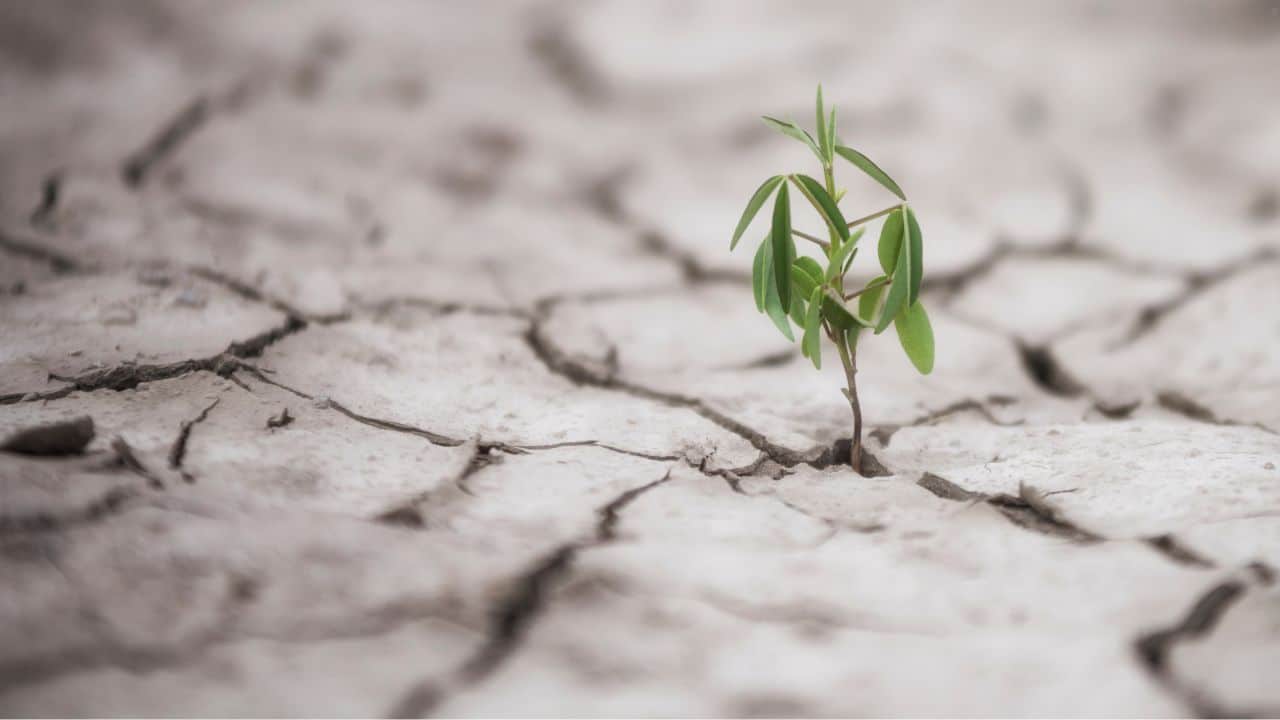 DESARROLLAR LA RESILIENCIA